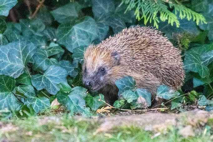 Ein Igel sucht zwischen Efeu nach Futter. Foto: Kai-Uwe Ruf
