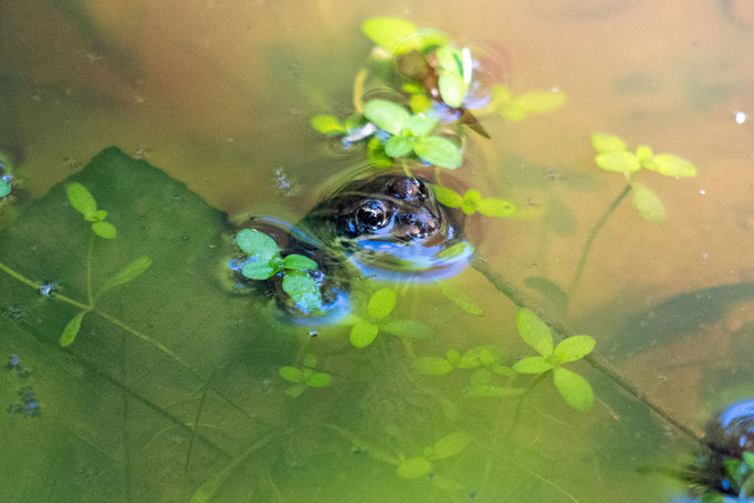 Ein Frosch schwimmt in einer Pfütze in Lechlumer Holz, einem Wald zwischen Wolfenbüttel und Braunschweig. Foto: Kai-Uwe Ruf