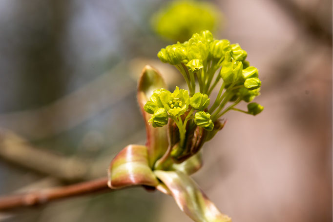 Ein Spitzahorn entfaltet seine Blüte.