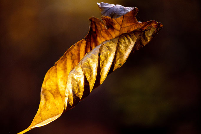Herbstzauber. Foto: Kai-Uwe Ruf