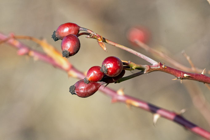 Hagebutten an einem Zweig glänzen in der Wintersonne.