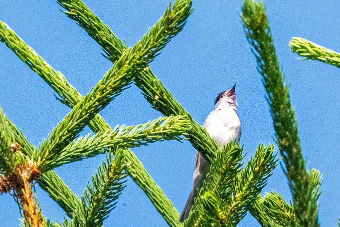 Eine Mönchsgrasmücke sitzt auf einer Tanne und singt in der Morgensonne. 
