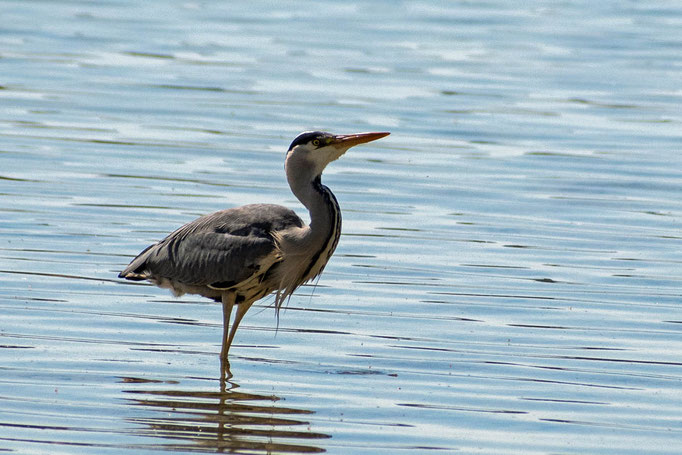 Ein Graureiher am Bodensee bei Hegne. Das Gefieder ist etwas zerzaust. Der Reiher ist eifrig bemüht, Fische fürs Mittagessen zu fangen. Foto: Kai-Uwe Ruf