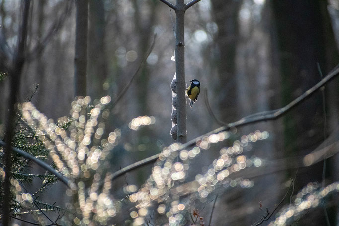 Der Frühling kommt ins Lechlumer Holz bei Wolfenbüttel. Eine Meise pickt Körner aus einem Meisenknödel. Foto: Kai-Uwe Ruf