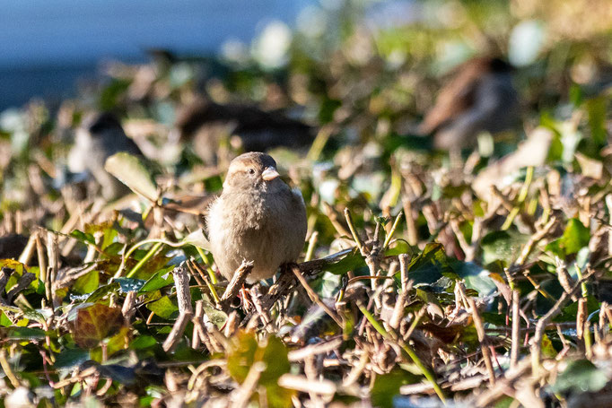 Ein Spatz sonnt sich im Winter auf einer Hecke. 