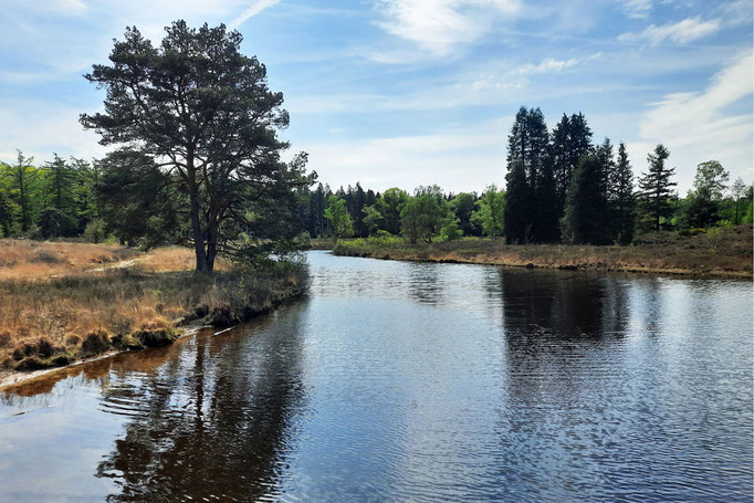 Ein Fluss fließt gemächlich durch eine Ebene. Rechts und links am Ufer ist eine Heidelandschaft mit einzelnen Bäumen zu sehen. Im Hintergrund steht ein Wald.