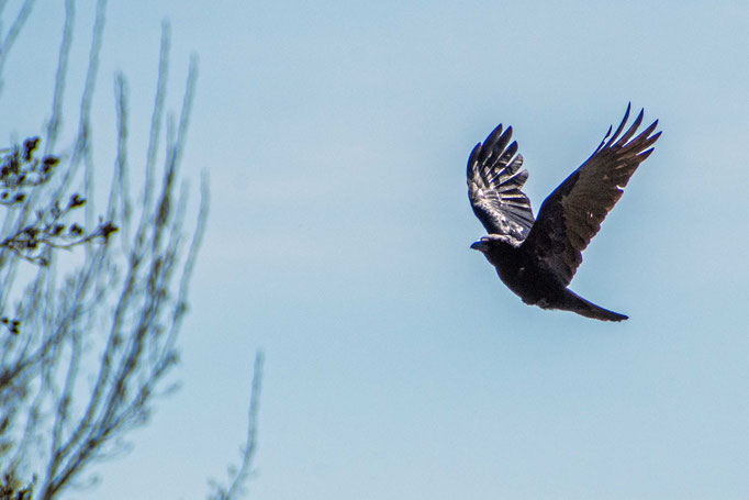 Eine Krähe im Landeanflug auf einen Baum. Foto: Kai-Uwe Ruf