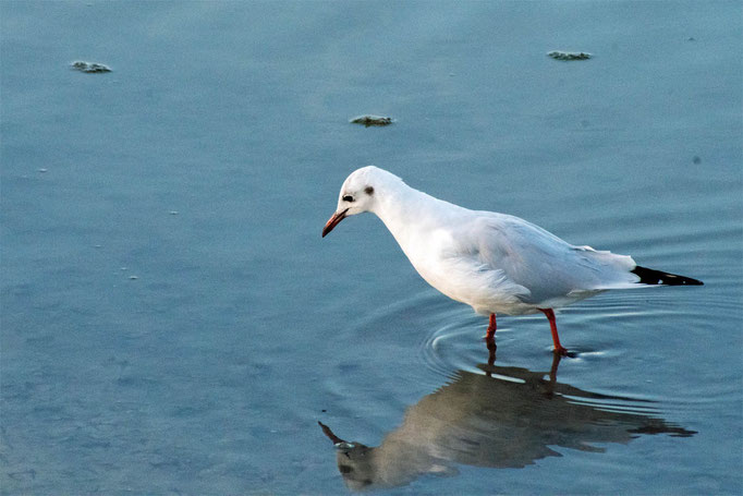 Sind Möwen eitel? Diese scheint ihr Spiegelbild im Wasser zu betrachten. Foto: Kai-Uw Ruf