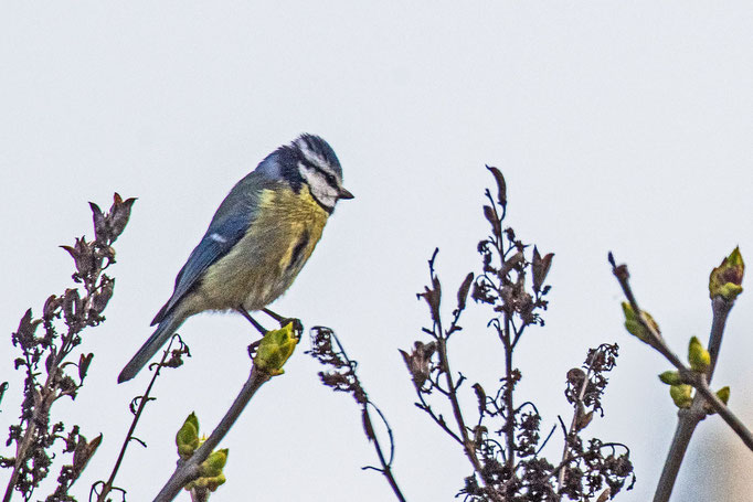 Eine Blaumesie sitzt im kalten Wind auf der Knospe eines Flieders. 