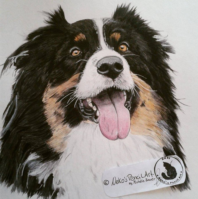 Cooper - Auftragsarbeit 30x30 cm - August 2016