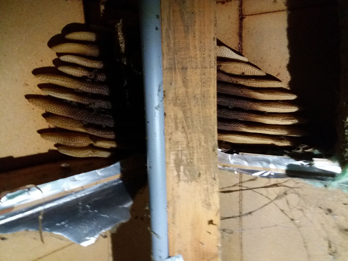 Essaim d'abeilles sous toiture 