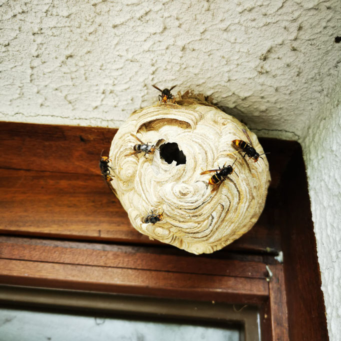 Nid frelons asiatiques Besançon DOUBS