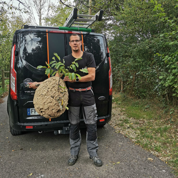 Décrochage nid de frelons asiatiques Devecey DOUBS Franche-comté