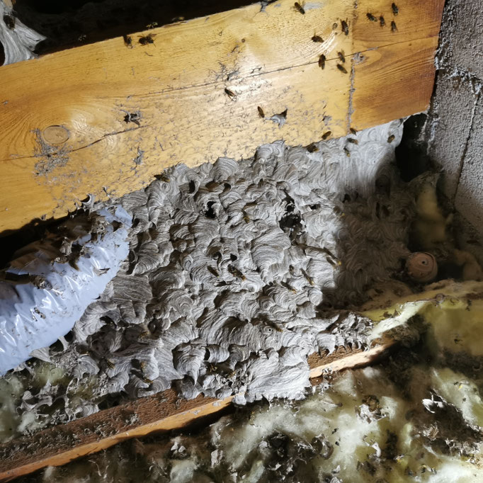 Nid de Guêpes dans le grenier sur la commune de miserey-salines