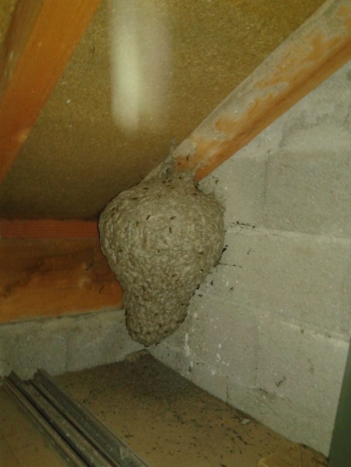 Enorme nid de guêpes dans un grenier à Ornans DOUBS