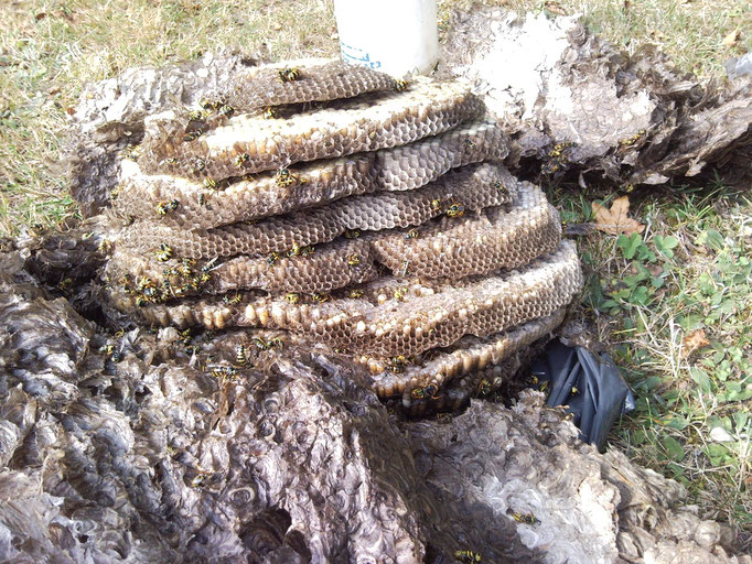 Enlèvement d'un Nid de Guêpes à Saône DOUBS