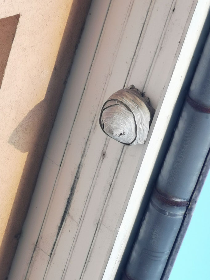 Nid de Guêpes de buissons sur la commune des Auxons