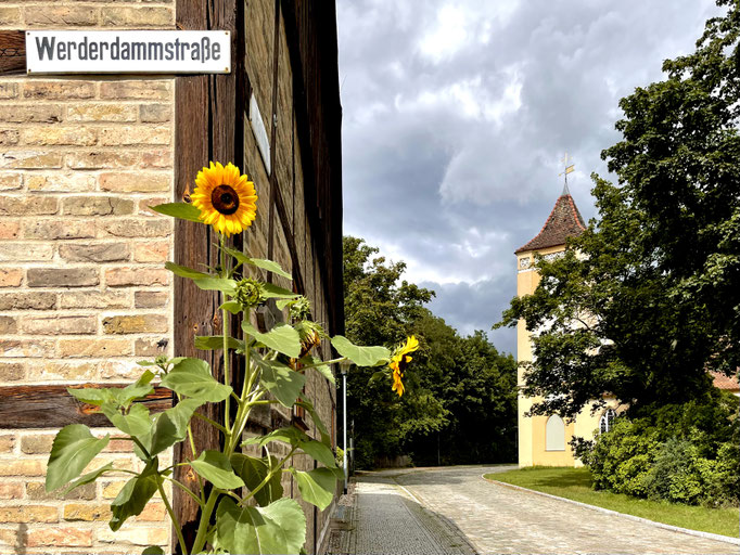 Sonnenblumen schmücken das Dorf Paretz