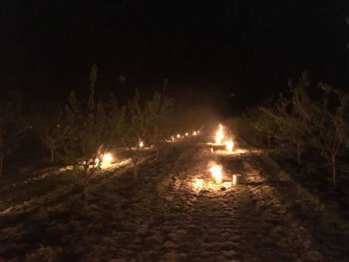 Nacht vom 19.04.2017 auf den 20.04.2017 Heizen mit Frostkerzen in den Aprikosen