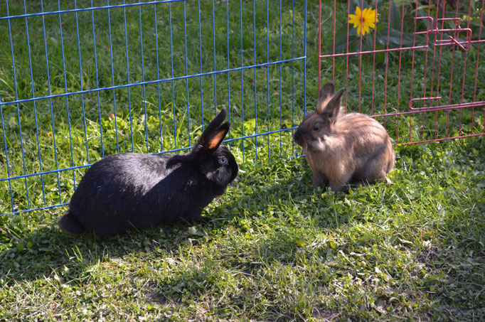 Kaninchen im Freigehege