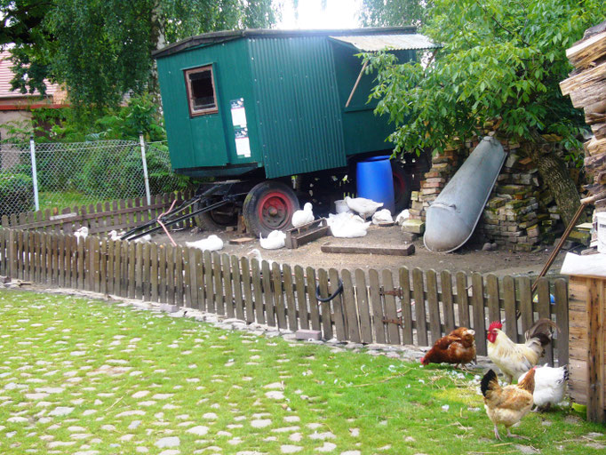 Gänse
