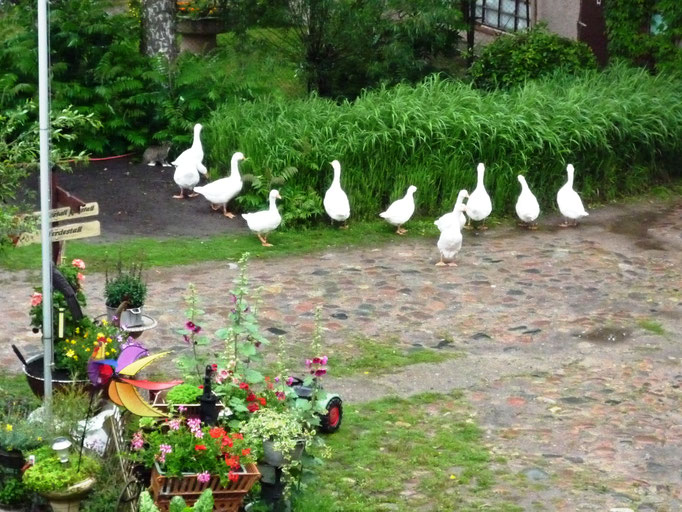 Gänse