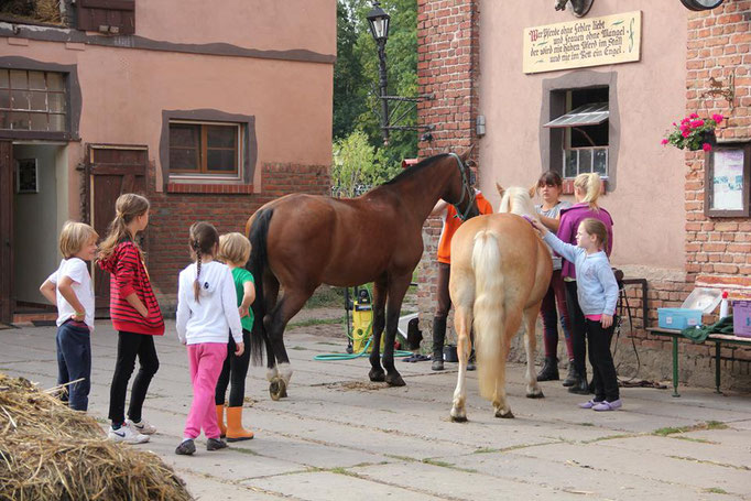 Die Ponys beim Putzen