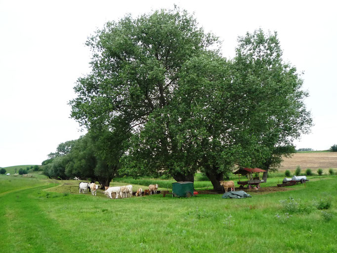 Bei den Kühen