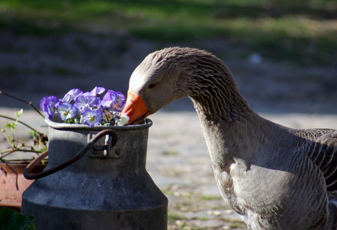 Gans