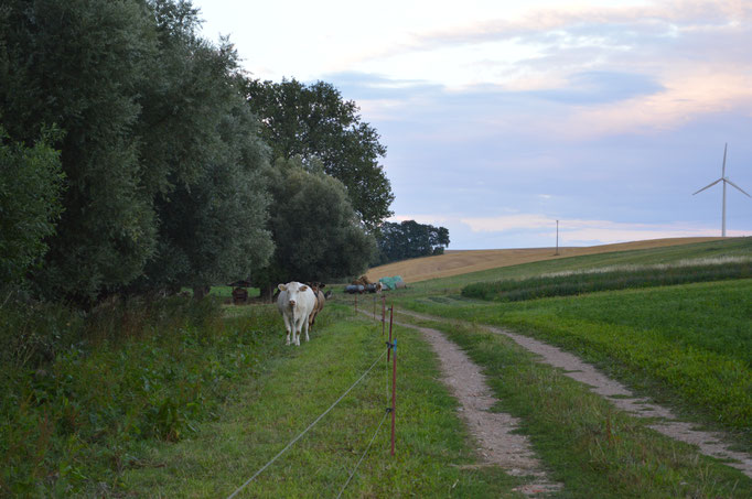 Unsere Kühe auf der Weide