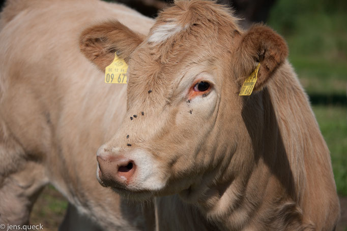 Unsere Kuh "Lotte"