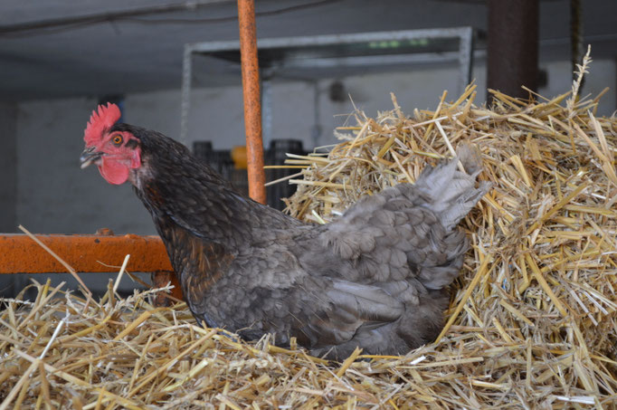 Huhn
