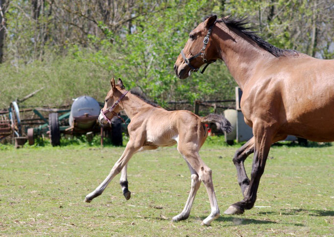 Fohlen Samira und Mama Cinderella