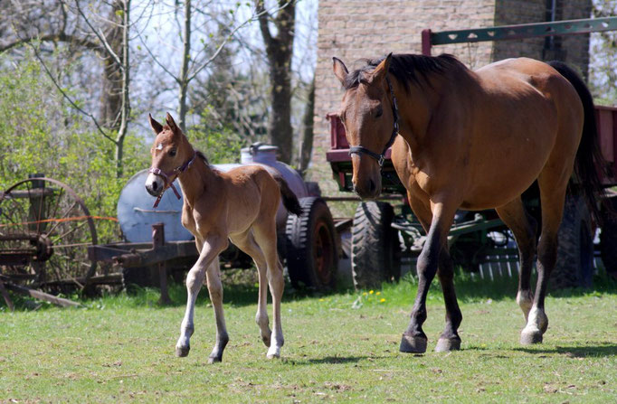 Fohlen Samira und Mama Cinderella