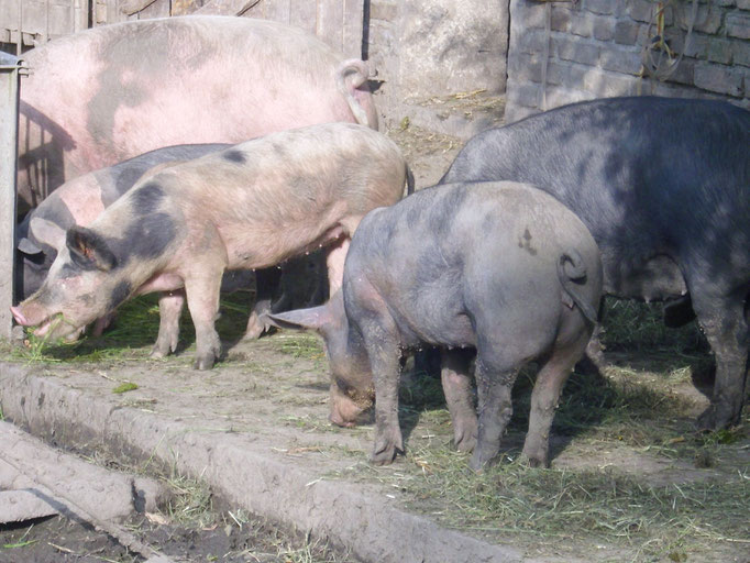 Schweine beim Auslauf