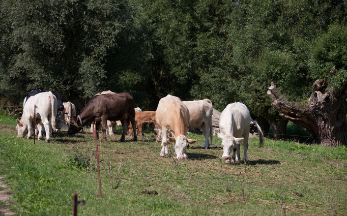 Kühe auf der Weide