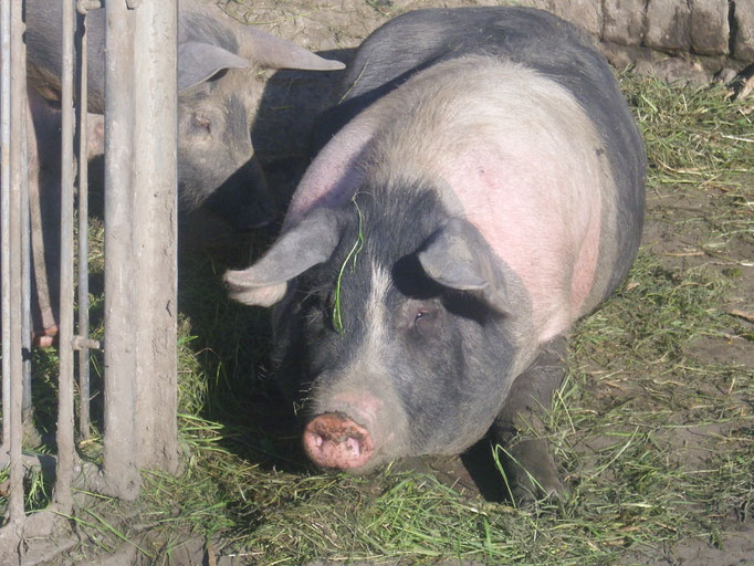Sau "Erna"