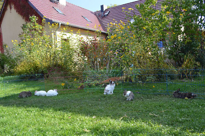 Kaninchen im Freigehege