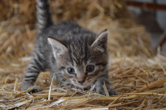 Katzenbaby Mini