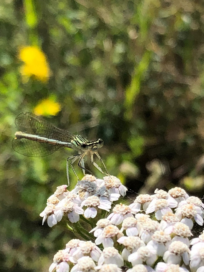 Libelle