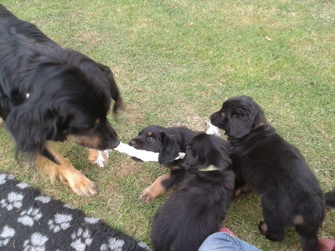 Tauziehen mit Mama, super!