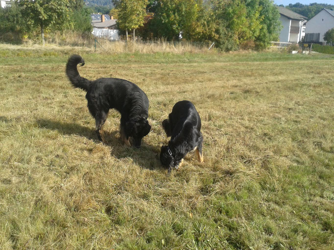 Auf der Gassiwiese (Moritz links und Laika rechts)