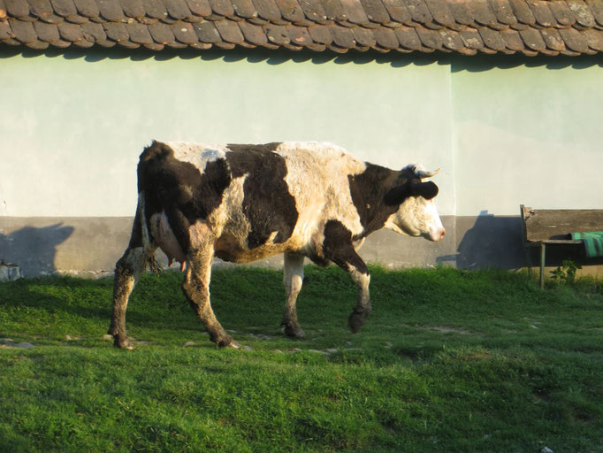Die Kuh auf dem Weg zu ihrem heimatlichen Stall