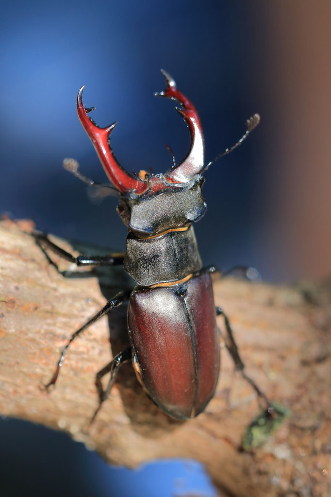 Hirschkäfer (Lucanus cervus) m        RL2, FFH Anhang 2