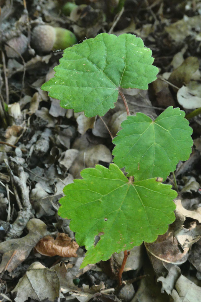  Wilde Rebe (Vitis vinifera  ssp.sylvestris) Jungpflanze RL2