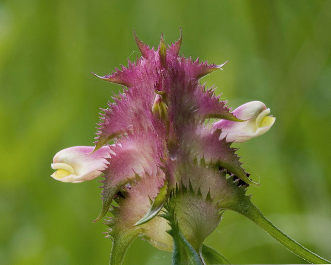 Kammwachtelweizen (Melampyrum cristatum)     RL3