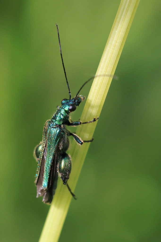 Grüner Schenkelkäfer (Oedemera nobilis)