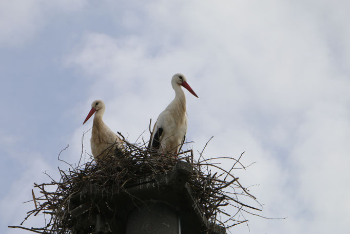 Storch Boschhorn 11.4.21 / Störche in Ichenhausen