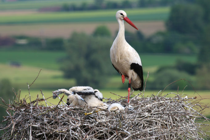 Storch 3.6.21 Schloß / Störche in Ichenhausen