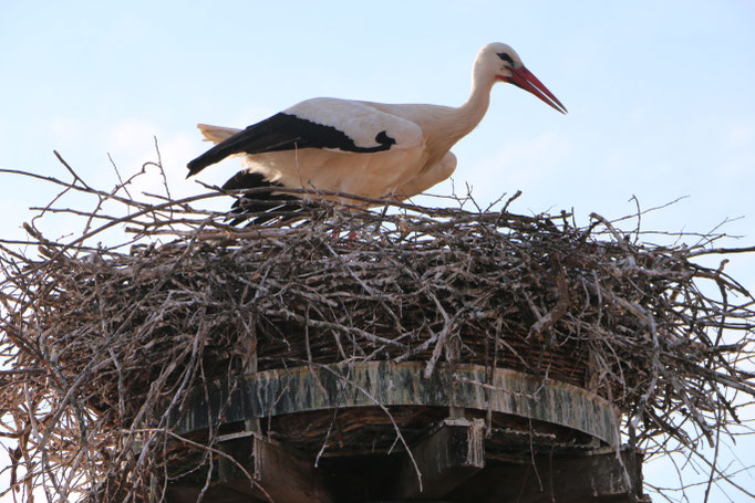 Storch Schloss 16.4.21 FEZ / Störche in Ichenhausen